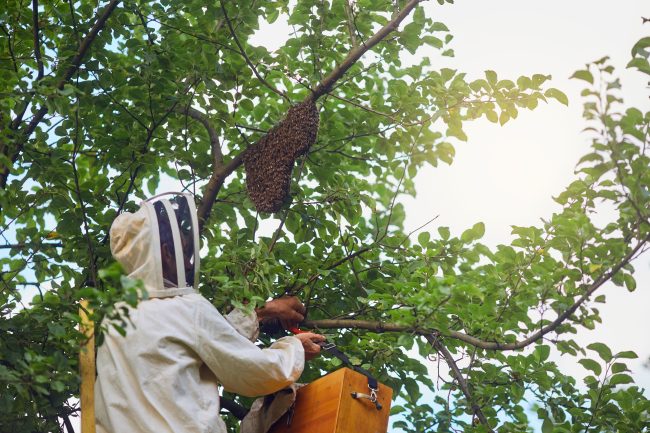 Produksi madu hutan