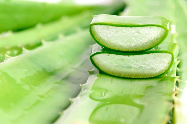 (ilustrasi lidah buaya yang bisa digunakan untuk asam lambung, sumber : freepik)