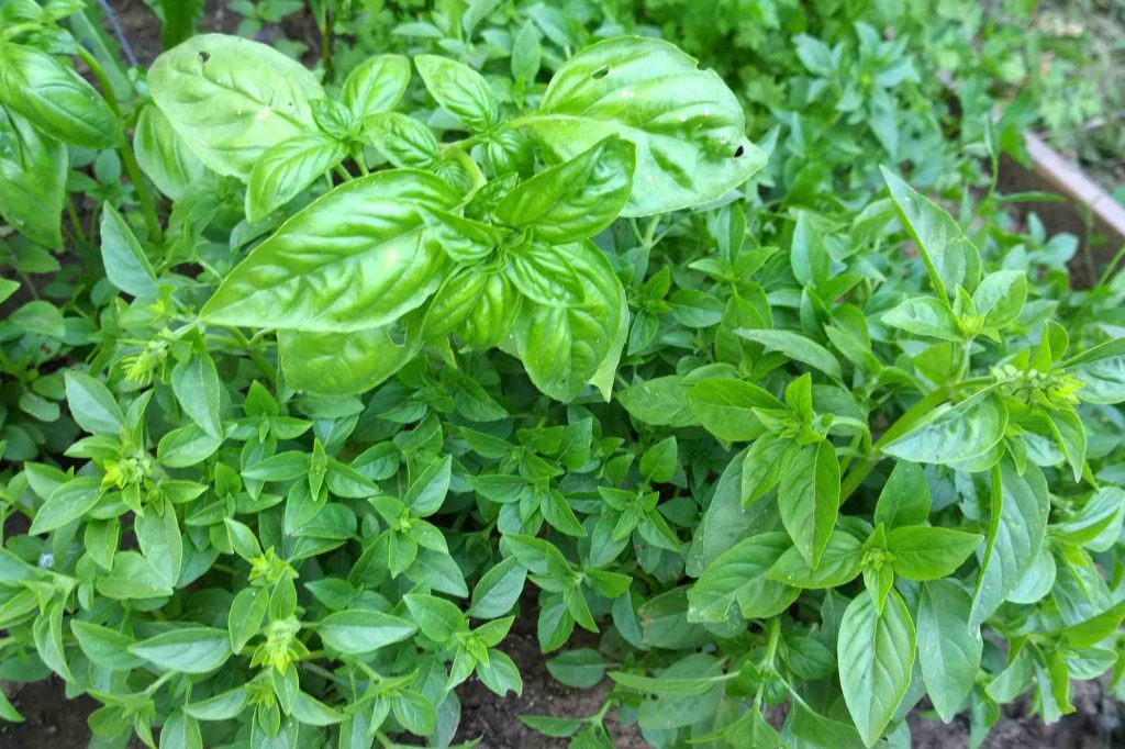 (daun kemangi bisa menjadi solusi untuk mengatasi asam lambung, sumber : canva)