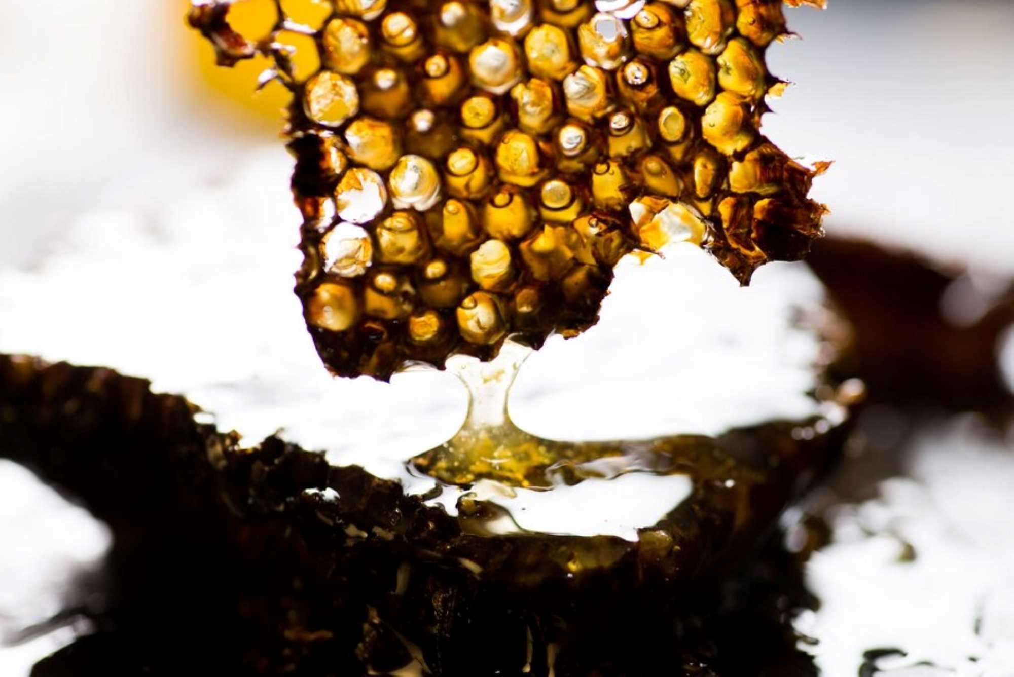 Manfaat Madu Kelulut Bisa Jadi Solusi Kesehatan Tubuh?